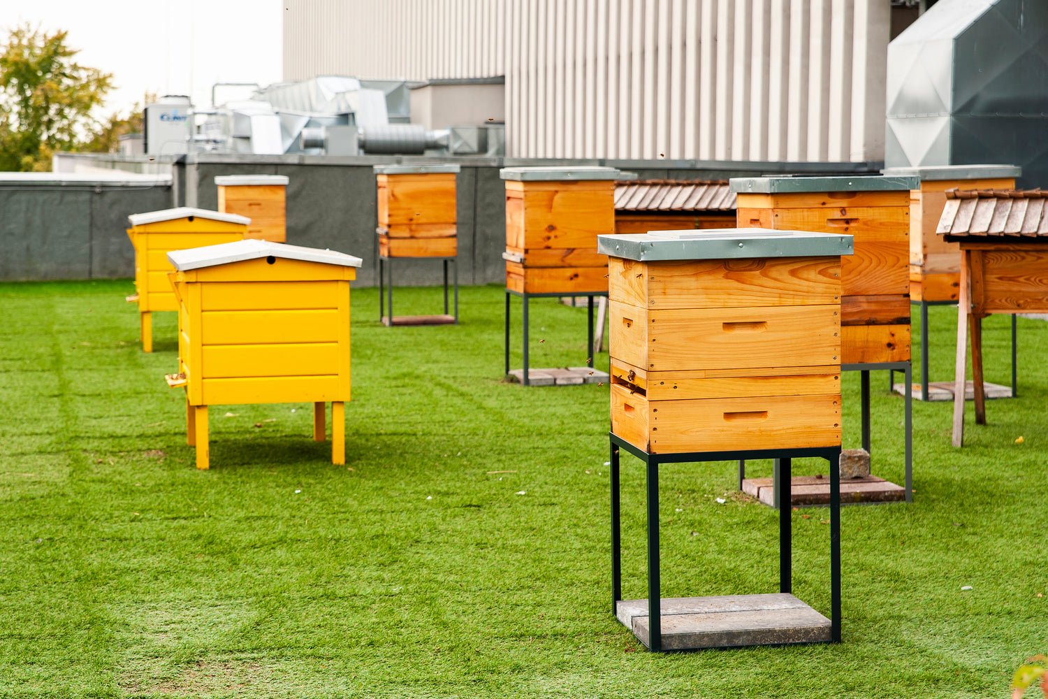 Urban Beekeeping: How City Dwellers are Embracing Honey Production