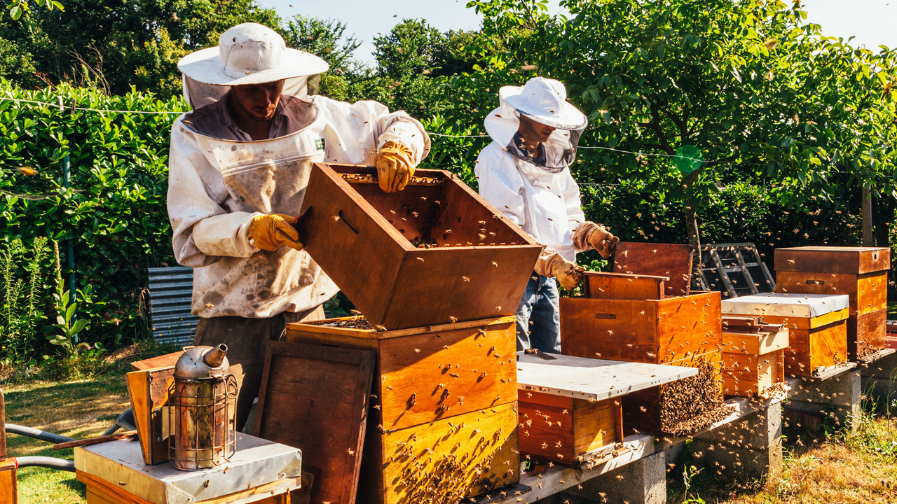 Beekeeping Basics – Beekeeping 101: The Essential Guide to Honey Produ ...