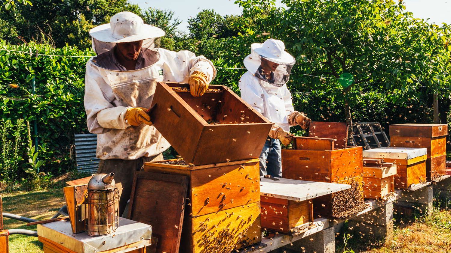 Beekeeping Basics – Beekeeping 101: The Essential Guide to Honey Production