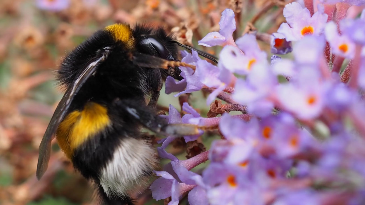 Bee-Autiful Creature: Get To Know The Honey Bee