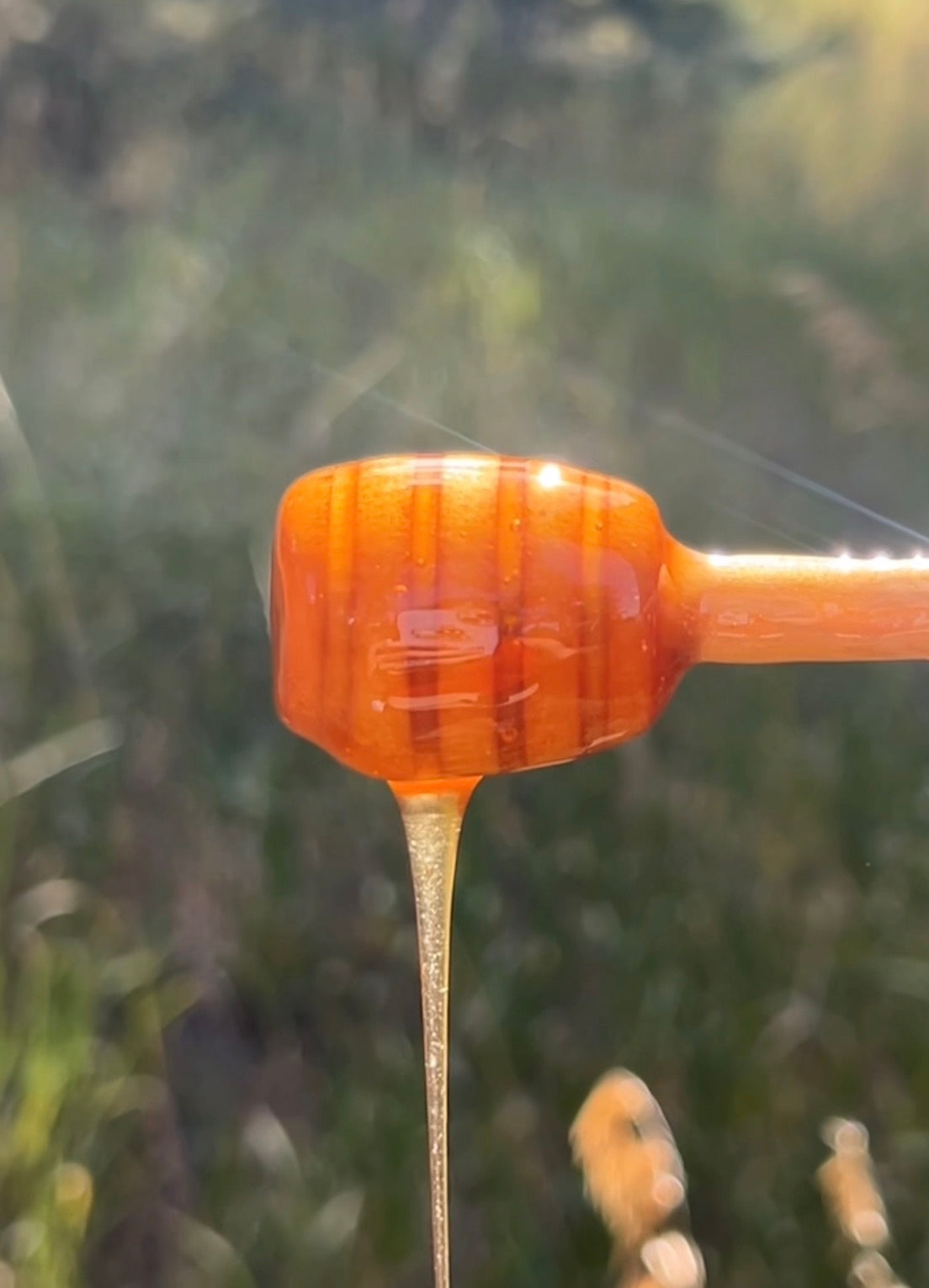 Why Real Honey Costs More Than the Squeeze Bear