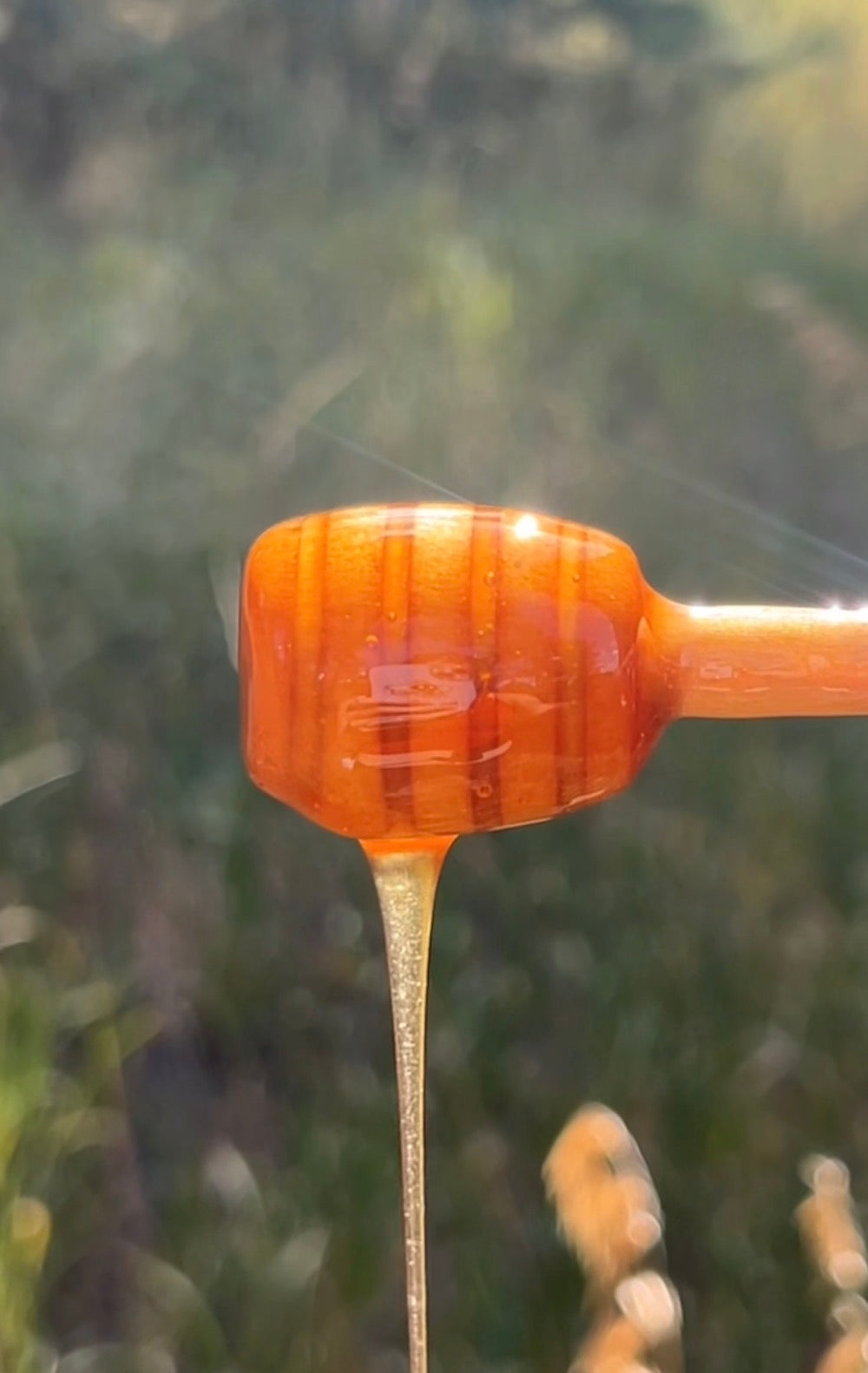 Real vs. Fake Honey: What You Need to Know